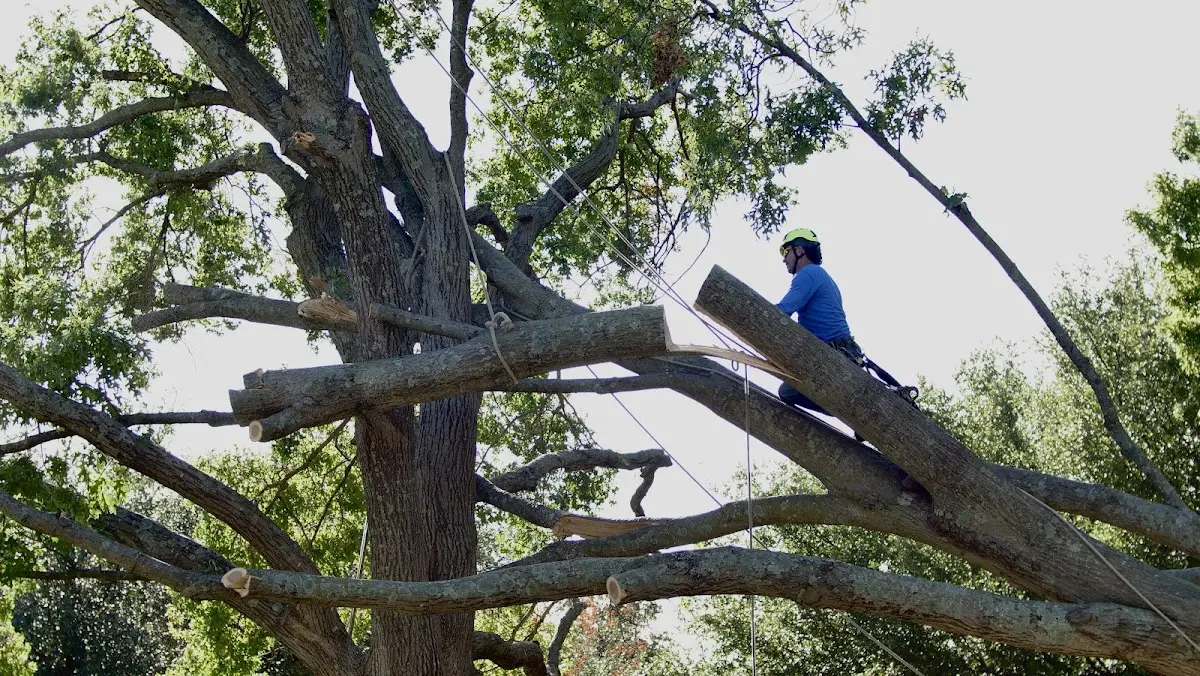 Professional Hazardous Tree Removal performed by certified arborists in Gonzalez